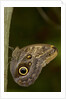 Tropical butterfly resting on a branch. by Anonymous