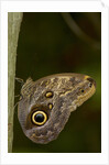 Tropical butterfly resting on a branch. by Anonymous