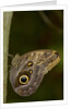 Tropical butterfly resting on a branch. by Anonymous