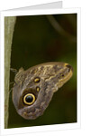 Tropical butterfly resting on a branch. by Anonymous