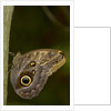 Tropical butterfly resting on a branch. by Anonymous