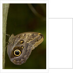 Tropical butterfly resting on a branch. by Anonymous