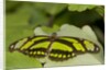 A tropical butterfly perching on a leaf by Anonymous