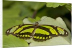 A tropical butterfly perching on a leaf by Anonymous