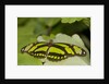 A tropical butterfly perching on a leaf by Anonymous