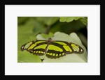 A tropical butterfly perching on a leaf by Anonymous