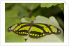 A tropical butterfly perching on a leaf by Anonymous