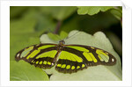 A tropical butterfly perching on a leaf by Anonymous