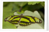 A tropical butterfly perching on a leaf by Anonymous