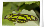 A tropical butterfly perching on a leaf by Anonymous