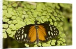 A tropical butterfly rests on a fern leaf by Anonymous