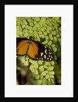 A tropical butterfly rests on a fern leaf by Anonymous