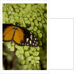 A tropical butterfly rests on a fern leaf by Anonymous
