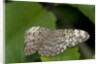 A tropical butterfly perching on a leaf by Anonymous