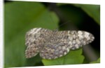 A tropical butterfly perching on a leaf by Anonymous