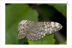 A tropical butterfly perching on a leaf by Anonymous