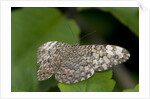 A tropical butterfly perching on a leaf by Corbis