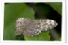 A tropical butterfly perching on a leaf by Anonymous