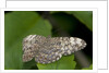 A tropical butterfly perching on a leaf by Anonymous