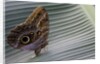A tropical butterfly laying eggs on a banana leaf. by Anonymous