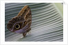 A tropical butterfly laying eggs on a banana leaf. by Anonymous