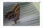 A tropical butterfly laying eggs on a banana leaf. by Anonymous