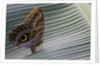 A tropical butterfly laying eggs on a banana leaf. by Anonymous