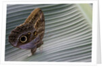 A tropical butterfly laying eggs on a banana leaf. by Anonymous
