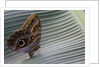 A tropical butterfly laying eggs on a banana leaf. by Anonymous