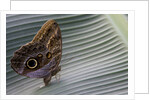 A tropical butterfly laying eggs on a banana leaf. by Anonymous