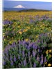 Mt. Hood with wildflowers by Anonymous