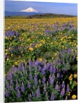 Mt. Hood with wildflowers by Anonymous