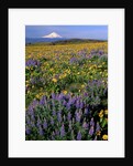 Mt. Hood with wildflowers by Anonymous