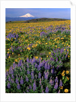 Mt. Hood with wildflowers by Anonymous