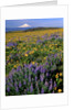Mt. Hood with wildflowers by Anonymous