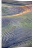 First light on freshly swathed Pea fields by Anonymous