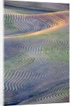 First light on freshly swathed Pea fields by Anonymous