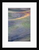 First light on freshly swathed Pea fields by Anonymous