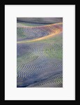 First light on freshly swathed Pea fields by Anonymous