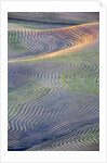 First light on freshly swathed Pea fields by Anonymous