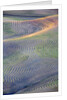 First light on freshly swathed Pea fields by Anonymous