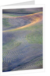 First light on freshly swathed Pea fields by Anonymous