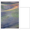 First light on freshly swathed Pea fields by Anonymous