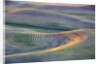 First light on freshly swathed Pea fields by Anonymous