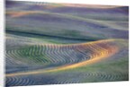 First light on freshly swathed Pea fields by Anonymous