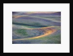 First light on freshly swathed Pea fields by Anonymous
