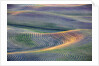 First light on freshly swathed Pea fields by Anonymous