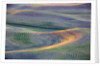 First light on freshly swathed Pea fields by Anonymous