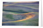 First light on freshly swathed Pea fields by Anonymous
