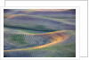 First light on freshly swathed Pea fields by Anonymous
